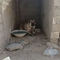 ماده سرابی