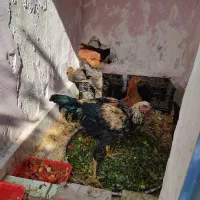 فروش مرغ و خروس