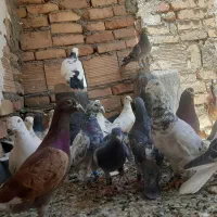 سلام ۲۰عددکبوترپرشی۴عددپرکوفچه
