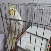 جفت عروس هلندی|پرنده|رفسنجان, |دیوار