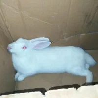 خرگوش خانگی نر