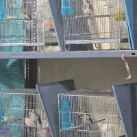 سهره وقناری و گلبسر و قناری و لوازم موجود شد