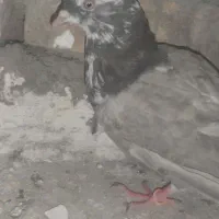 مامله میکنم|پرنده|ایرانشهر, |دیوار