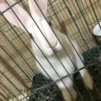 خرگوش دستی اهلی نژاد اصیل خارجی