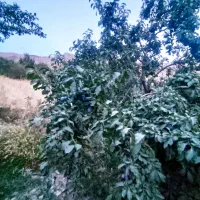 آلو تحویل نیشابور