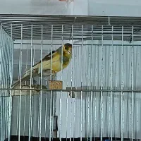 قناری نر|پرنده|میاندوآب, |دیوار