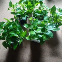 گل پتوس|گل و گیاه طبیعی|بهشهر, |دیوار