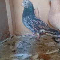 کبوتر گمشده