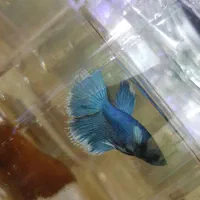 فروشگاه ماهی فایتر|ماهی|اصفهان, هفتون|دیوار