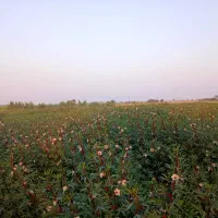 چای ترش|عمدهفروشی|رودبار (کرمان), |دیوار