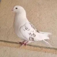 کفتر پشت دار تیر ماهی