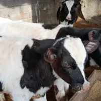 14راس گوساله نر قطع شیر سیمینتال اسپرم گوشتی
