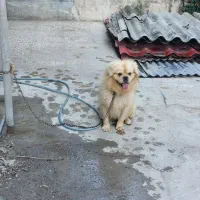 سگ پا کوتاه پیکینز