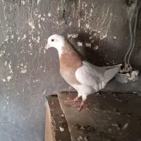 1 عدد کبوتر طوقی