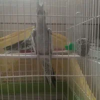 عروس هلندی|پرنده|فارسان, |دیوار