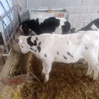 سلام گاو گوساله ماده جنس درجه یک|حیوانات مزرعه|مرودشت, مسجد رسول|دیوار