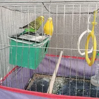 یک جفت مرغ عشق