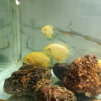 ماهی سورم|ماهی|صدرا-فارس, فاز ۲|دیوار