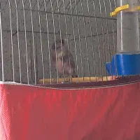 پرنده|پرنده|گرگان, |دیوار