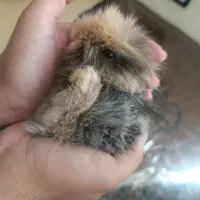 خرگوش لوپ ایتالیایی|موش و خرگوش|کرمان, |دیوار