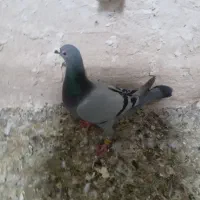 کفتر|پرنده|اردبیل, |دیوار