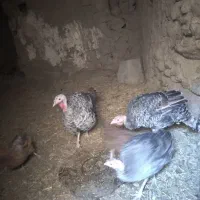 بوقلمون و مرغ