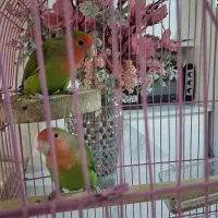 کوتوله برزیلی|پرنده|بروجرد, |دیوار