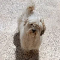 و سگ|سگ|سیرجان, |دیوار