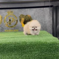 توله پامرانین خرسی کیفیت بالا|سگ|تهران, جنت‌آباد مرکزی|دیوار