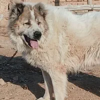 سگ قدرجونی بزرگ