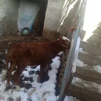 سلام یک رس گوساله ماده سیمنتال قرمز