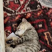 واگذاری|گربه|یاسوج, |دیوار