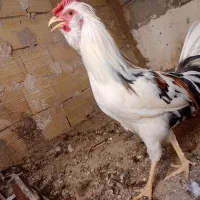 خروس|حیوانات مزرعه|رفسنجان, |دیوار