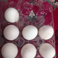تخم مرغ سلطان نطفه دار