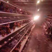 قفس مرغ تخمگذار