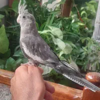 لروس هلندی وایت فیس نر