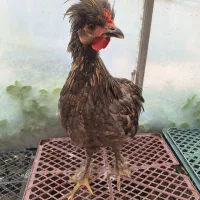 خروس جوان ۴ ماهه
