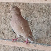 کبوتر پرشی زرد