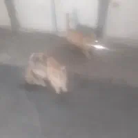 قیمت توافقی|گربه|کرمان, |دیوار