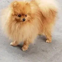 واگذاری سگ پامرانین