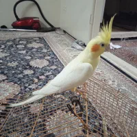 جفت عروس هلندی