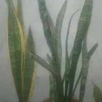 گلهای سانسوریا بلند وکوتاه کراواتی ..درختچه بن سای