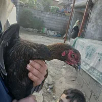 مرغ لاری جوان