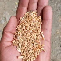 گندم آبی پیشگام بذری فقط ۲۴۰۰۰|خدمات باغبانی و درختکاری|جاپلق, |دیوار