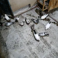 کبوتر فروشی