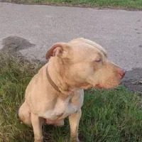 پیتپول تریر|سگ|رشت, خواهر امام|دیوار