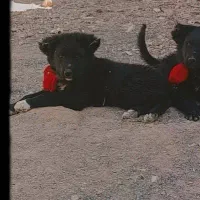 واگذاری سک قهدریجانی فی جفت۵|سگ|لنجان, |دیوار