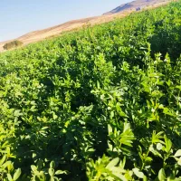 یونجه فروشی باقه1200تن کیلو