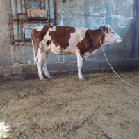 گاوبا گوساله ماده