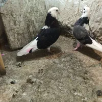 کبوتر پرش سنگین